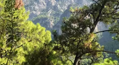 Kabak Avalon Bungalows