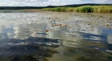 İğneada Longoz Ormanları Milli Parkı