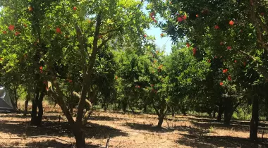 GONCA CAMPING ADRASAN