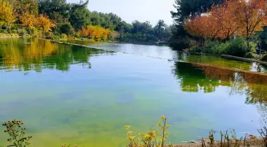Düdük Baba Oramanı