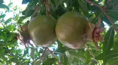 Şirinler camping adrasan