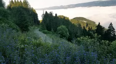Hırsafa Yaylası