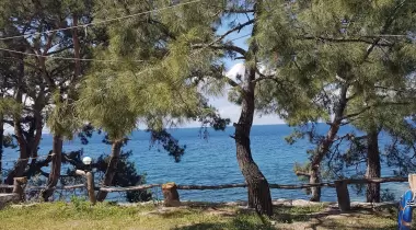 Çam Kamping