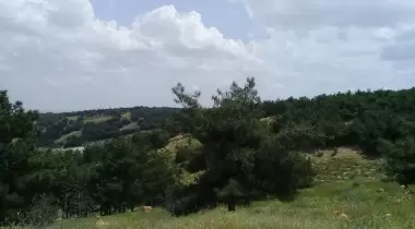 Düdük Baba Oramanı