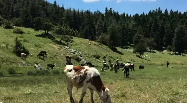 Başkonuş Yaylası
