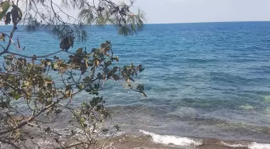 Çam Kamping