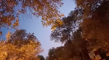 Zeytinlik Kamp Olivium