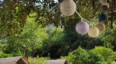 Papaya Camping