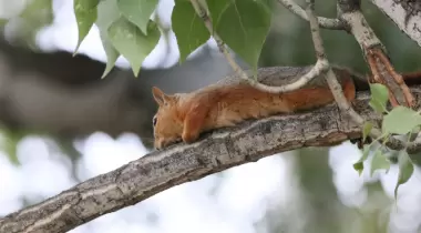 Yakamanastır Tabiat Parkı