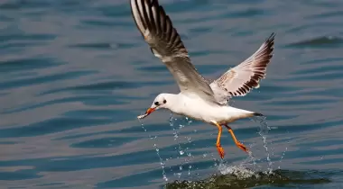 Kuş Cenneti Milli Parkı
