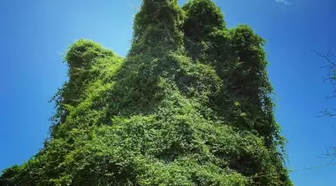 Tavus Kuşu Camping