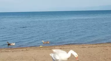 Kamp Alanı İznik Gölü