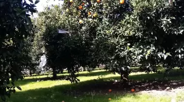 Masal Bahçesi Camping