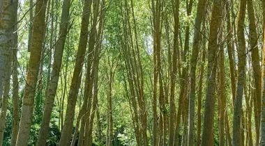 KIYIKÖY ATAKALE CAMPİNG