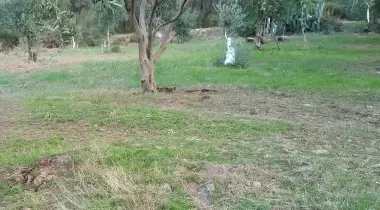 Forest view Camping