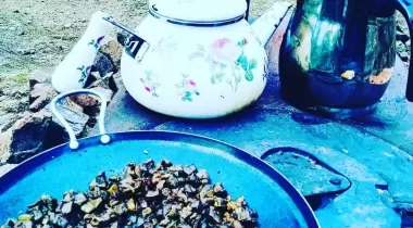 Forest view Camping