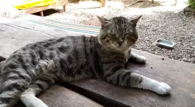 Kabak Kamp Dionysos