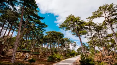 Çamlıca Tabiat Parkı