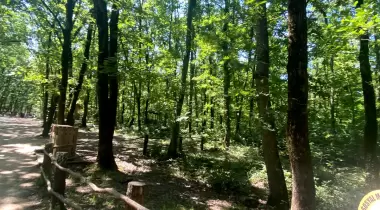Ormanya Karavan kamp