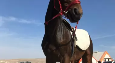 Macera Binicilik
