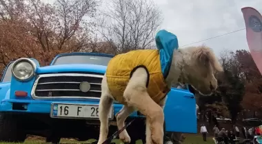 Camprail Kamp ve Doğa Hayatı