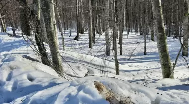 Eriklitepe Tabiat Parkı