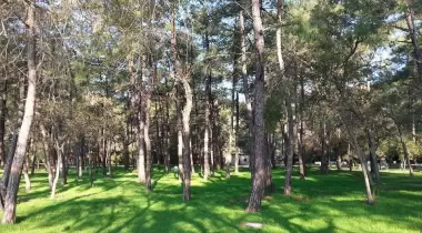 Çubucak Orman Kampı