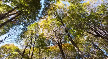 Eriklitepe Tabiat Parkı