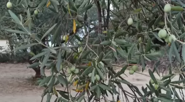 Zeytinlik Çadır Kamp Ve Piknik Yeri