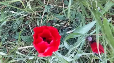 Zeytinlik Çadır Kamp Ve Piknik Yeri