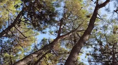 Erikli Camping