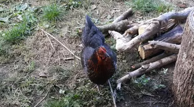 Madara Deresi Kamp