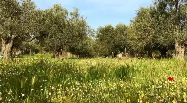 Sincap Kamp