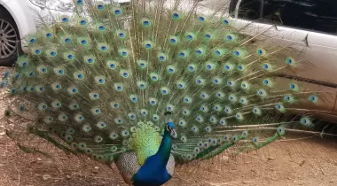 Son Çare Camping