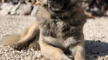Candaş Kamp