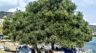 Eos Kamping