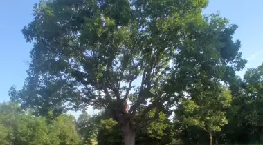 Aylak Meşe Kamp Alanı