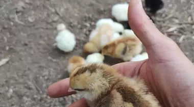 Çakılbük Camping