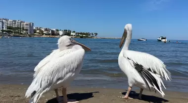 Zincirlikuyu Plajı