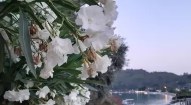 AKBÜK GARDEN BEACH CAMPING CAFETERIA