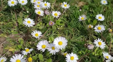 Alacalı Kamp Pansiyon