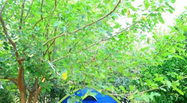 Elif Çadır Camping