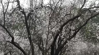Çiçekli Tabiat Parkı
