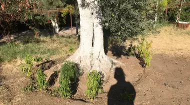 Uladı Camping