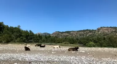 Pembe Çakıl Koyu