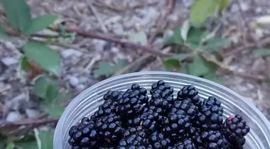 Kunduz Kamp Alanı