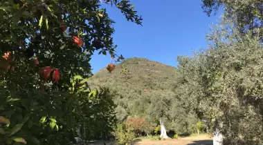 Uladı Camping
