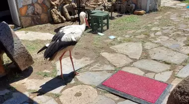Şen Kamping