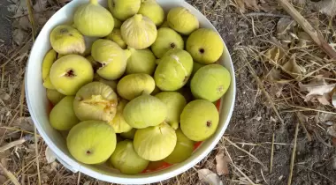 Doğa Pansiyon Değirmenözü