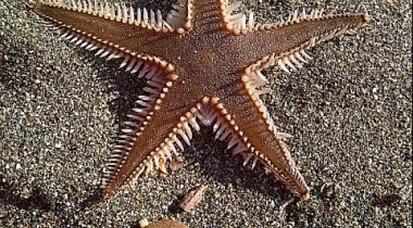 Phaselis Plajı